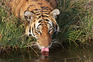 Week 355 Water has its uses.jpeg